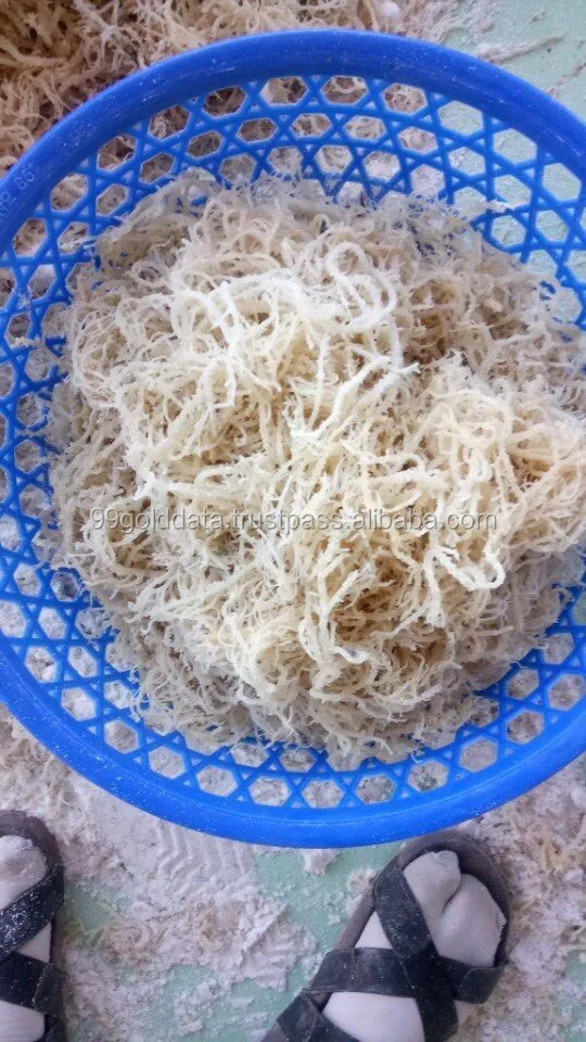 Wholesale Spinosum Seaweed / Dried Eucheuma Cottonii Sea Moss / Irish ...