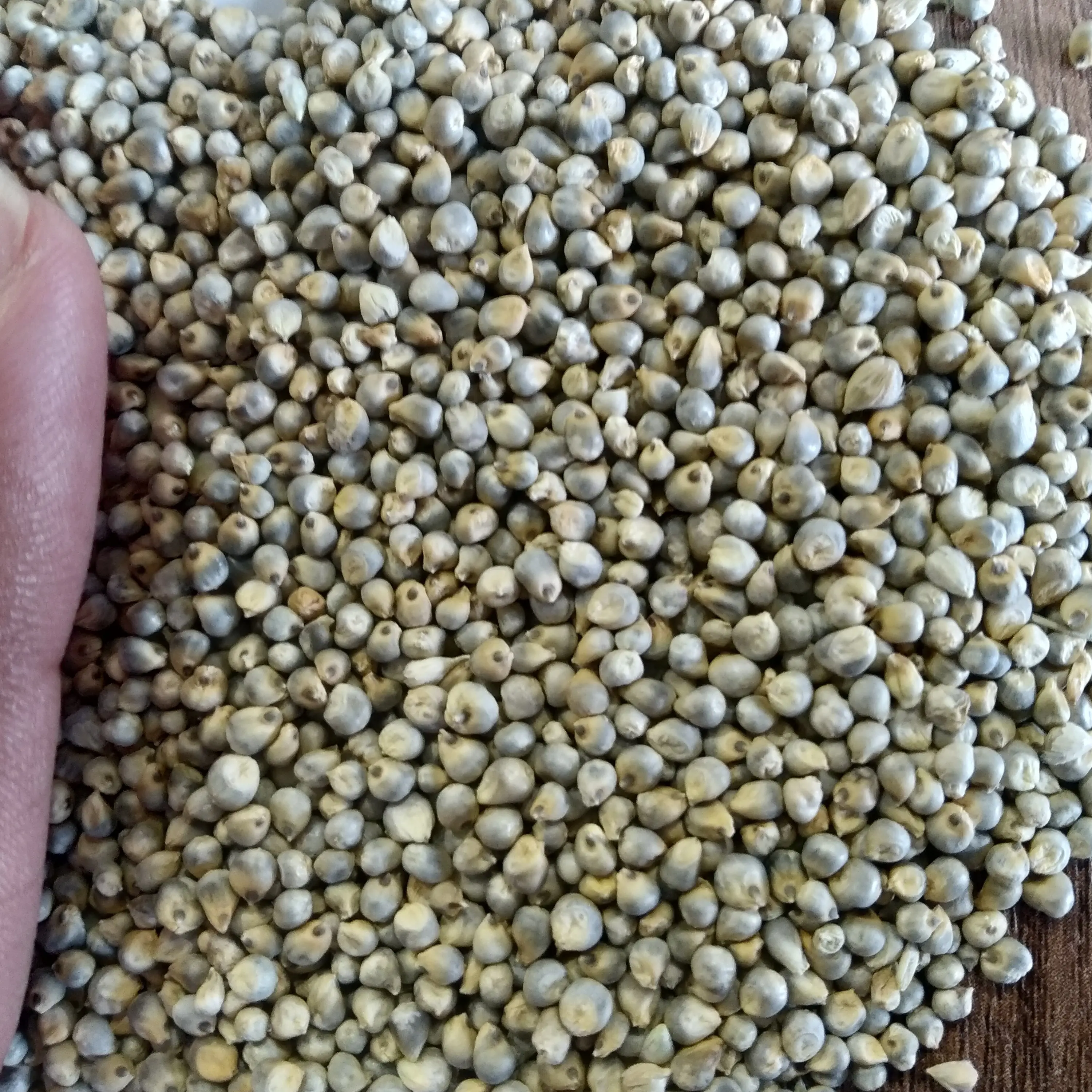 Green Millet (21)