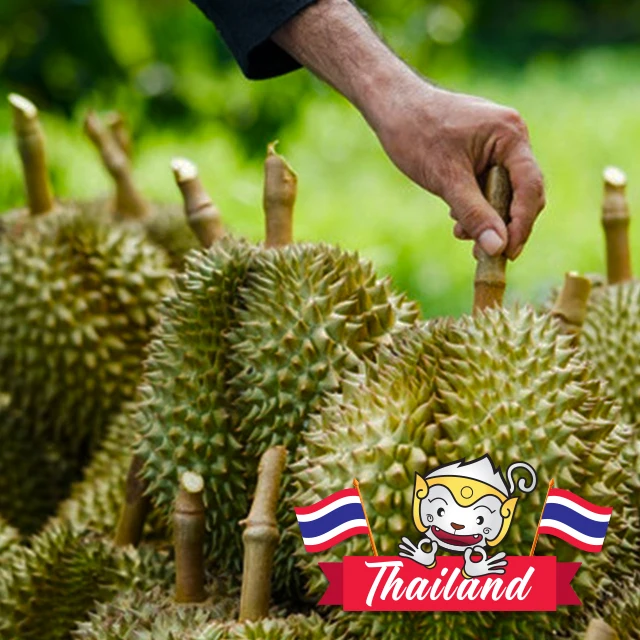 100 Thai Durian Golden Pillow Premium Quality From Thailand Buy Thai Fruit Pillow Gold Durian