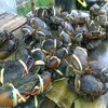 Live Mud Crabs Of Different Sizes