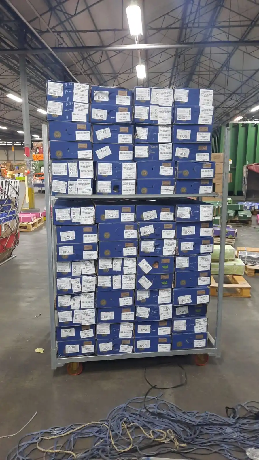 Premium Quality Mix Colour Real Fresh Cut Flowers (size 60 Cm ) Not