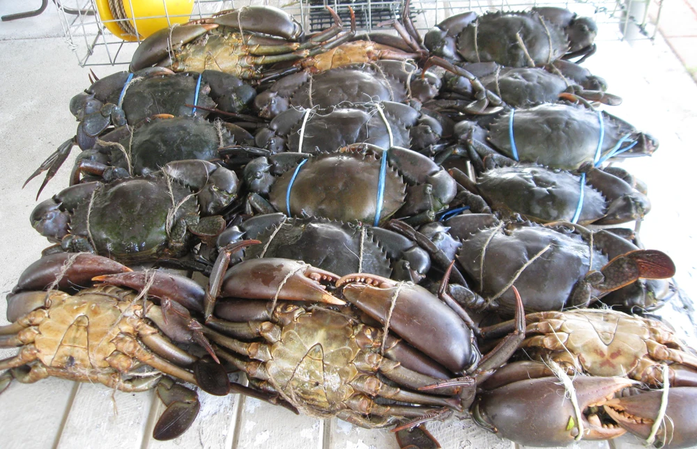 alive mud crab wholesaler best price