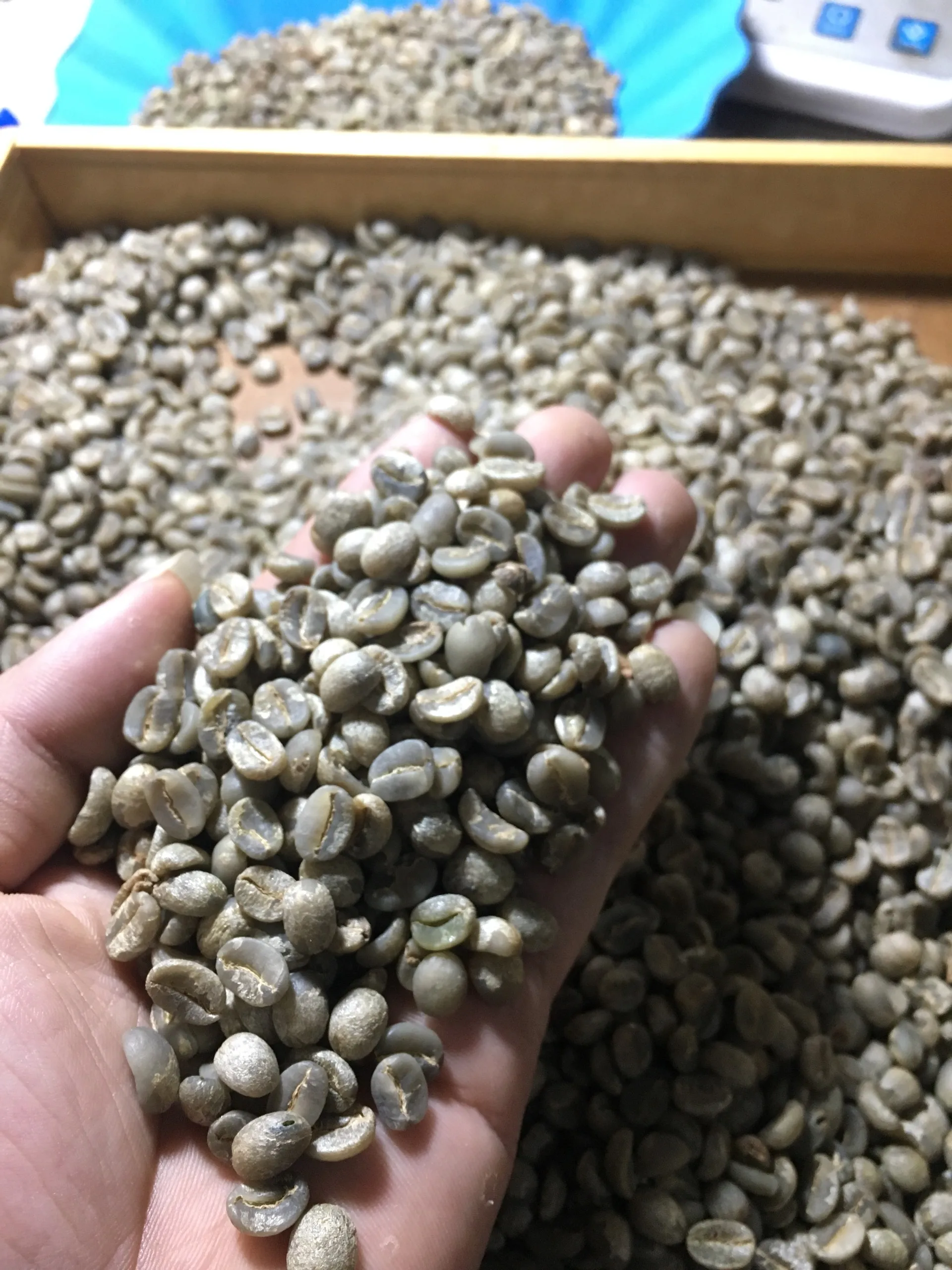 Single Vietnamese origin Arabica and Robusta green bean coffee with cheap price and low MOQ Screen 16 Screen 18 with fully wash