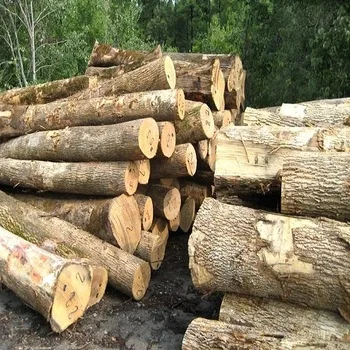 European Poplar Round Logs