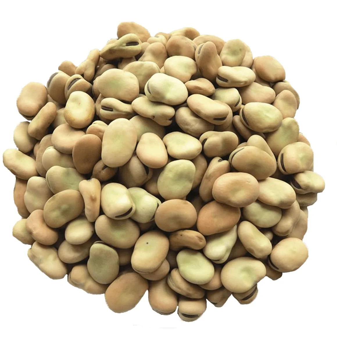 high quality broad bean / fava beans