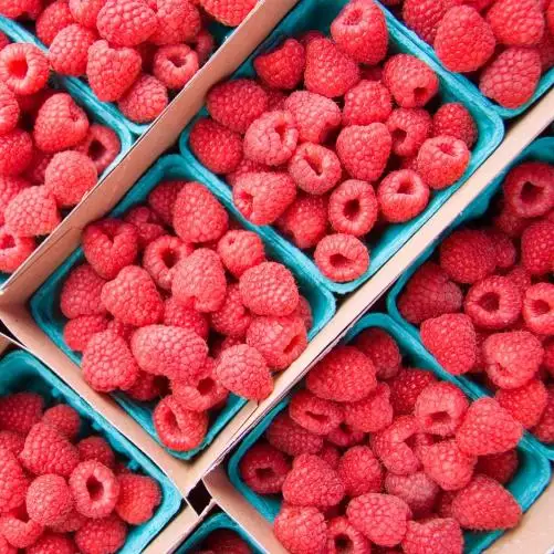 best quality sweet raspberry fresh fruit