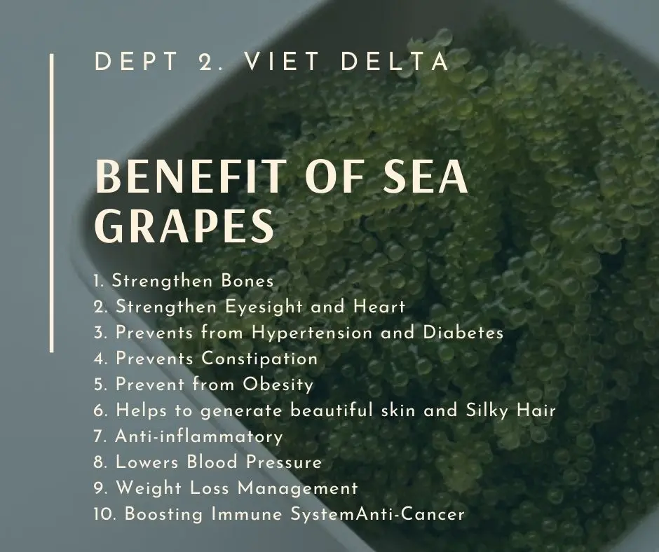 Fresh Lato Sea Grapes Seaweed Serena Buy Sea Grapes Sea Grapes