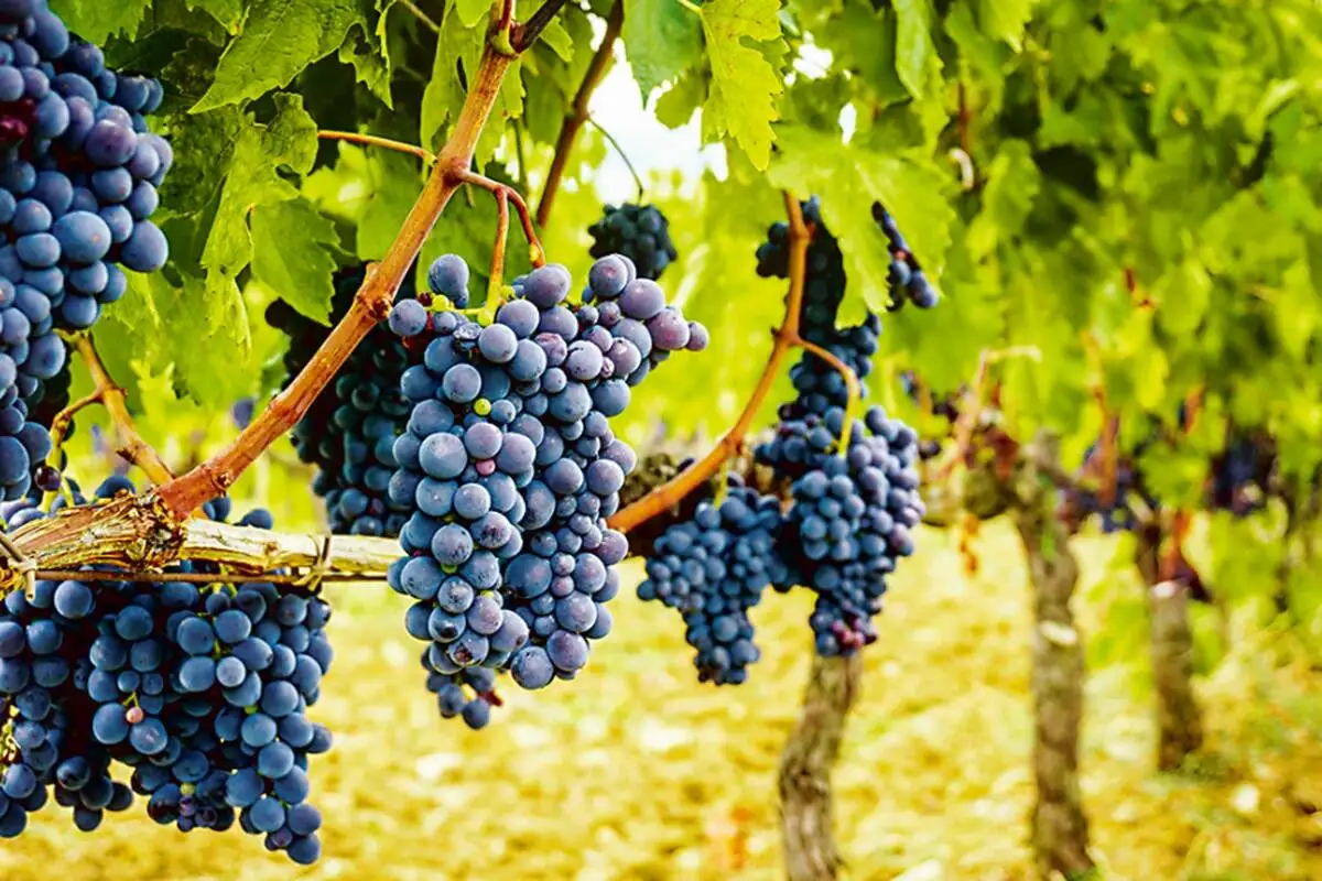 Виноградники Греции