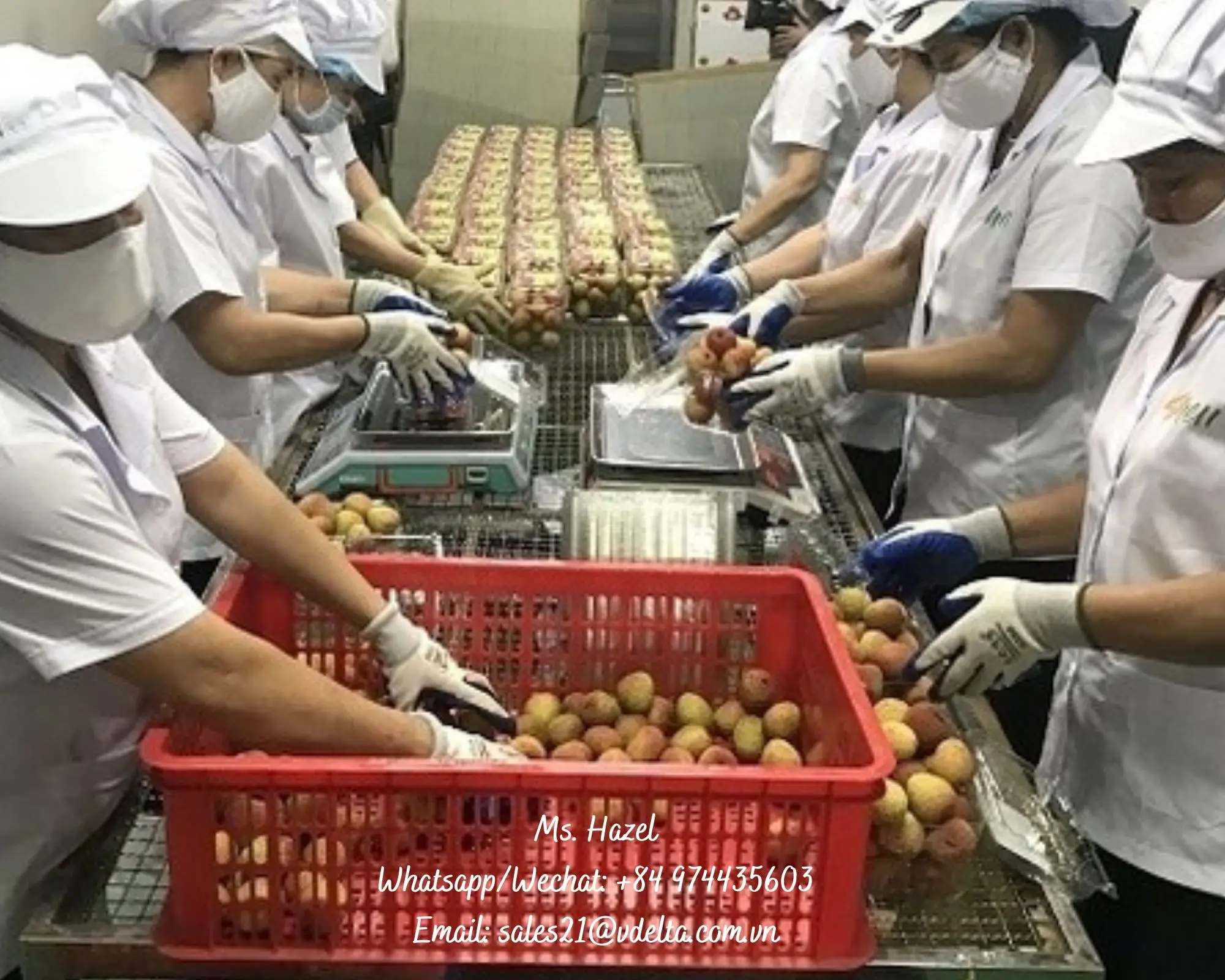 Best Supplier Canned Lychee In Light Syrup For Export Standard/ms