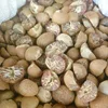 Best Quality Betel Nuts Thailand / BETEL NUT - ARECA NUTS / Quality whole and Split Betel Nut