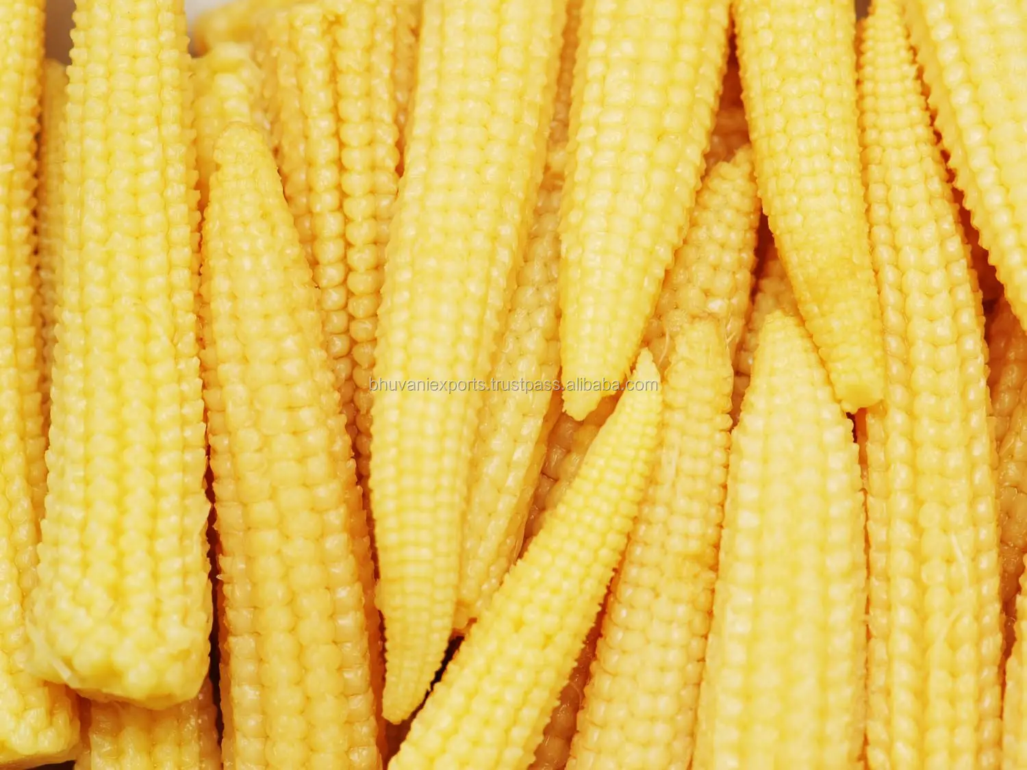 Baby Corn 20.jpg