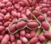 BUY CACAHUETE KERNEL BOLD 38/42 BEST PRICE
