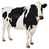 /product-detail/highly-pregnant-dutch-holstein-heifers-cows-holstein-heifers-friesian-cattle-62009689209.html
