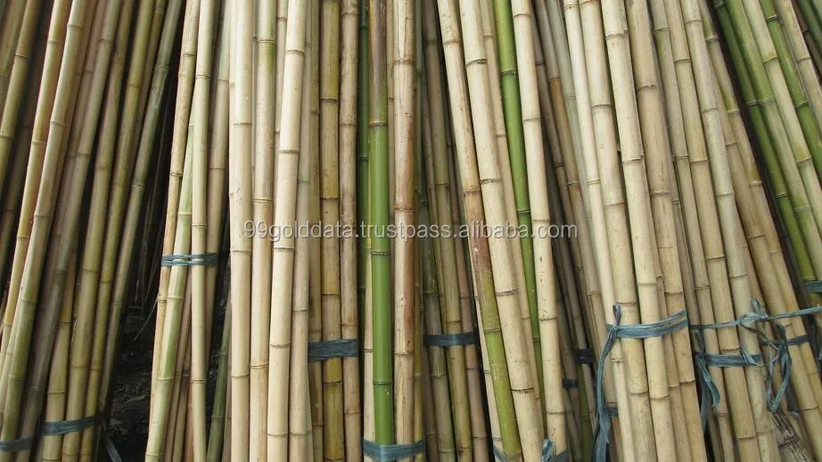 Bamboo Big Bamboo Poles / Bamboo Poles / Bamboo Stakes Agriculture ...