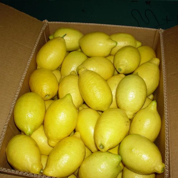 Green Common Sour Lemon Fresh Lemon Buy Fresh Lemons For Sale,Fresh
