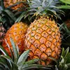 FRESH PINEAPPLES FRESH MD2 PINEAPPLES_MD2 GOLDEN SWEET