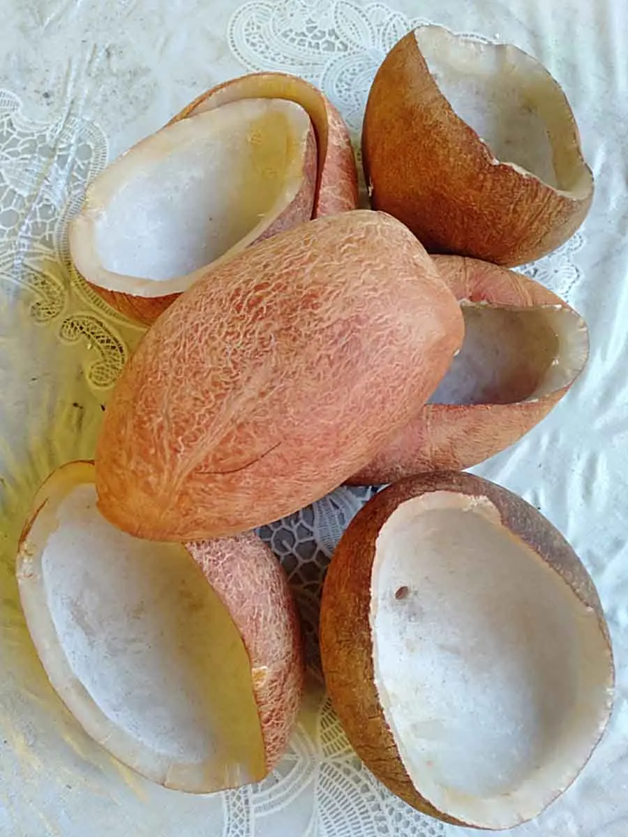 Кокос на белом фоне. Копр кокос. Копра кокоса. Кокос картинка. Кокос сушеный.