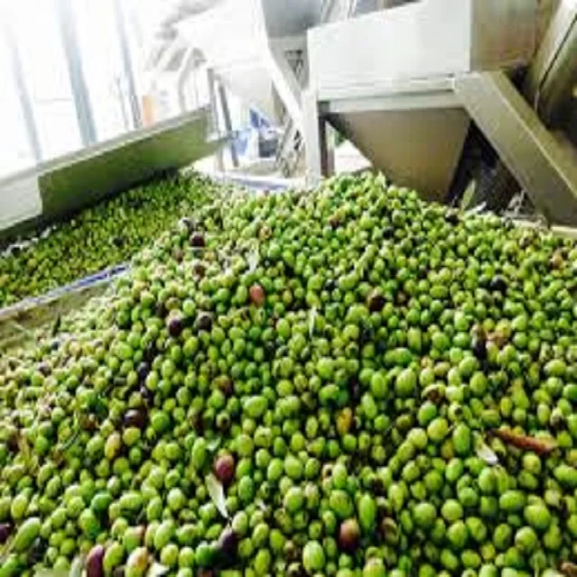 Agriculture Organic Fresh Olive For Sale,Green Olive/black Olive/ Brown