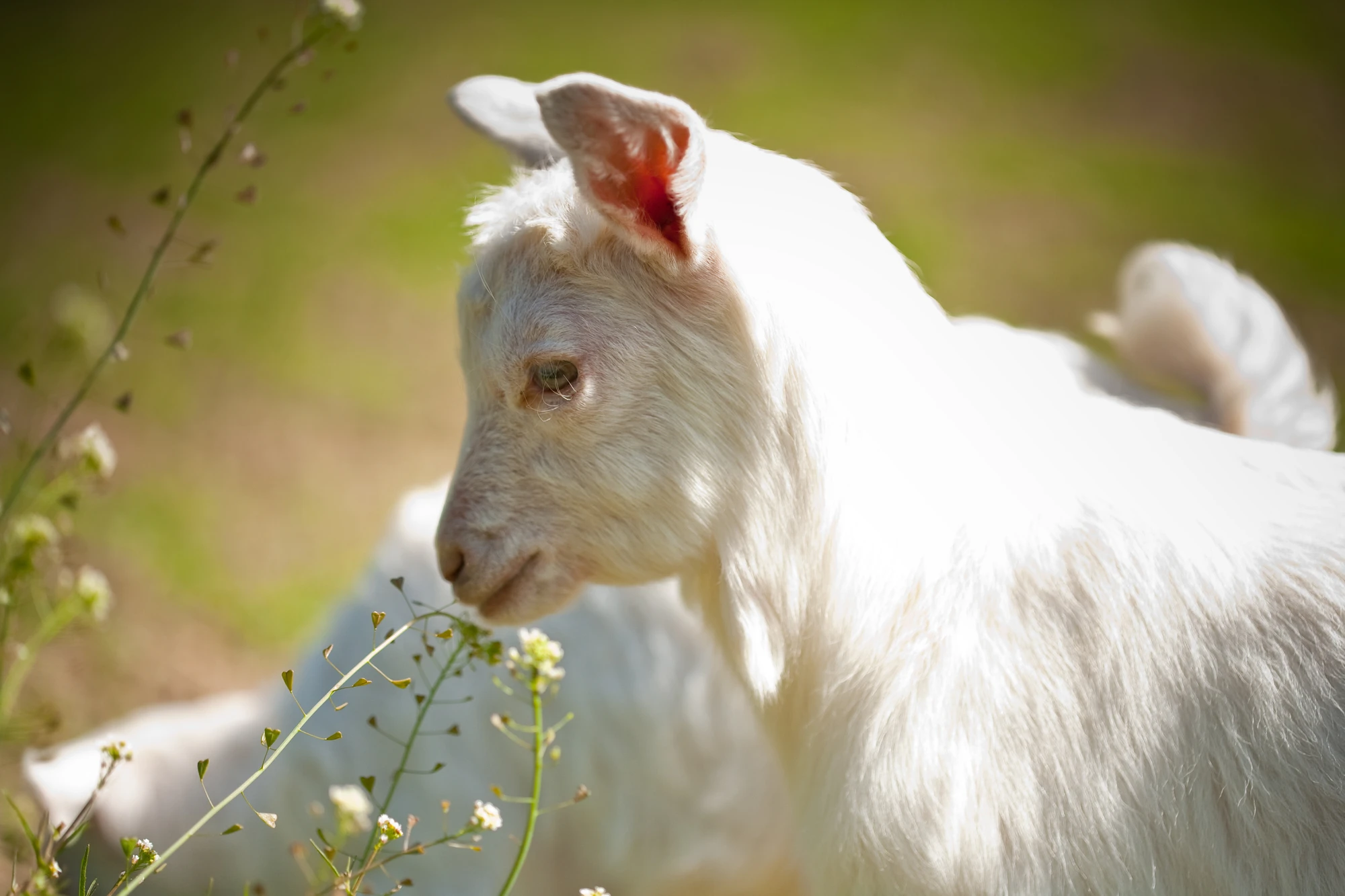 babygoat flower.jpg