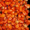 Fresh Habanero Pepper