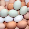 charming Farm Fresh Chicken Table Eggs Brown and White Shell Chicken