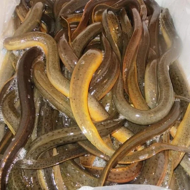 Eel Conger 100 Export Quality Bangladeshi Origin Live/chilled/frozen