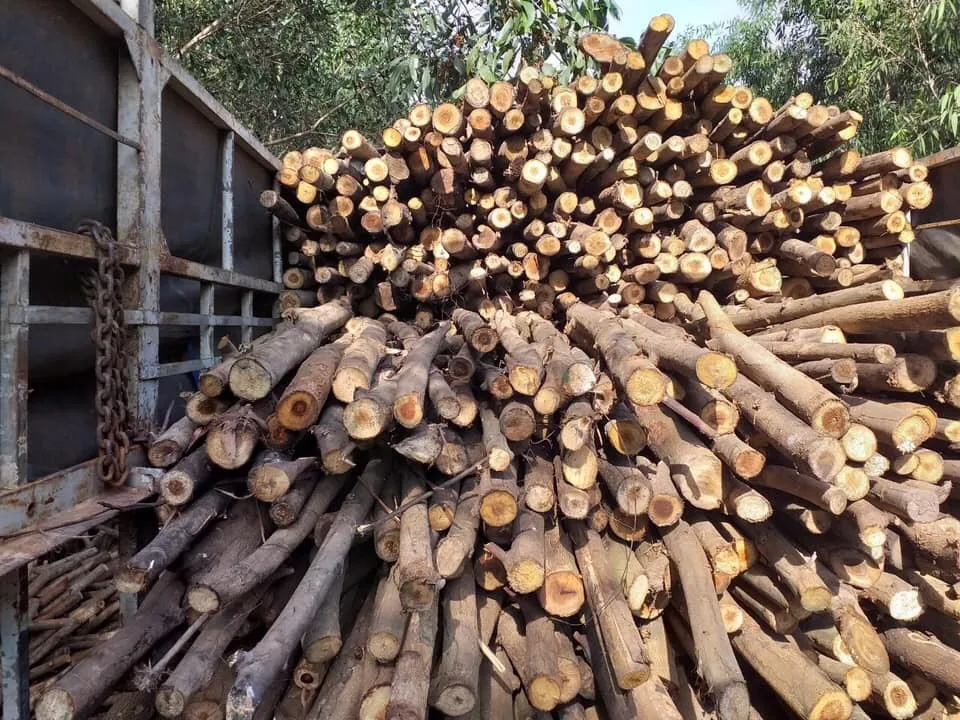 Acacia Timber/ Lumber From Viet Nam Buy Price Solid Wood Benchtops Acacia Wood Rubber Wood Red