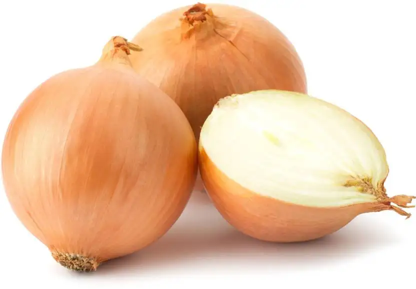 new crop fresh yellow onion with mesh bag