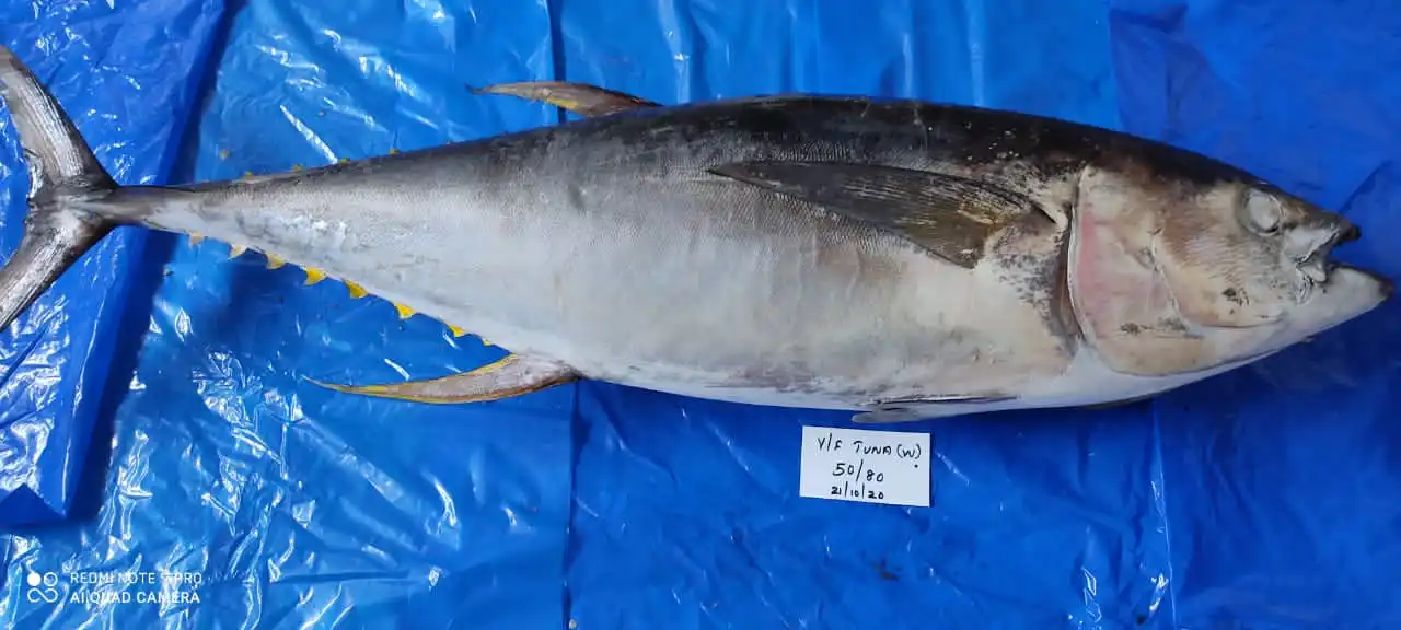 yellow fin tuna 1.jpg