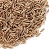 Indian Spices Raw Cumin For Bulk Sale Price