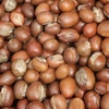 nuts of shea tree for sale