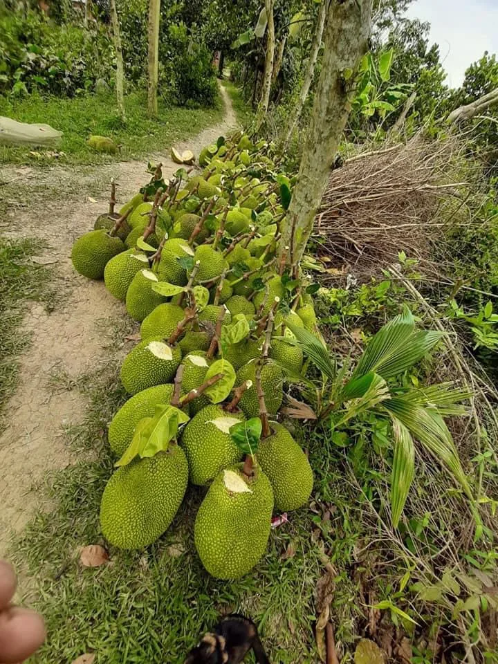 Fresh Jackfruit At Very High Quality And The Best Price. Buy Jack