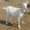 Pure Breed Boer Goats for sale / Live Saneen Goats for sale