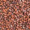 Factory Supply Top Quality Cocoa Seed Extract /Cocoa Beans Extract for Losing Weight