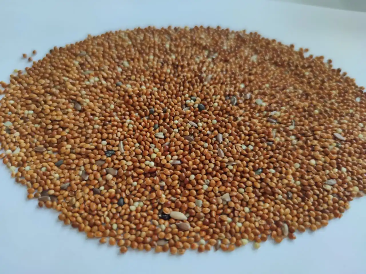 Yellow Red Millet For Sale Buy Yellow Millet For Bird Food,Red Millet