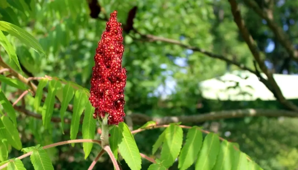 Turkish Sumac Karnel Spice In Bulk And Packages Buy Bulk Indian