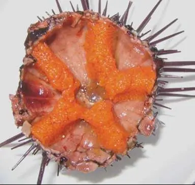 
TASTY FRESH/FROZEN SEA URCHIN ROE HOT SELLING 