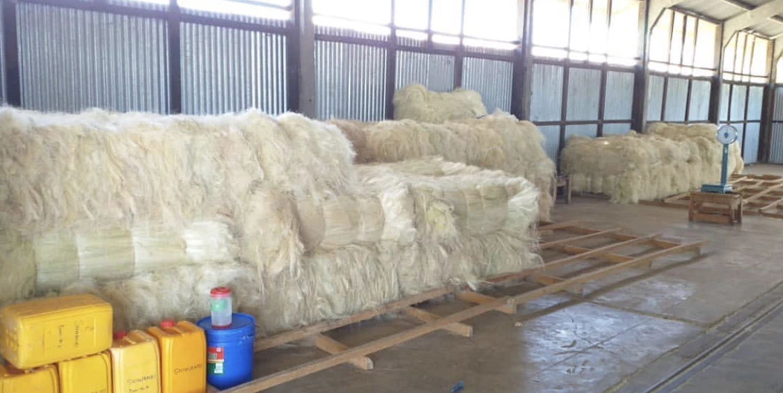 Export  Quality UG and SSUG Natural sisal fiber / sisal fibre