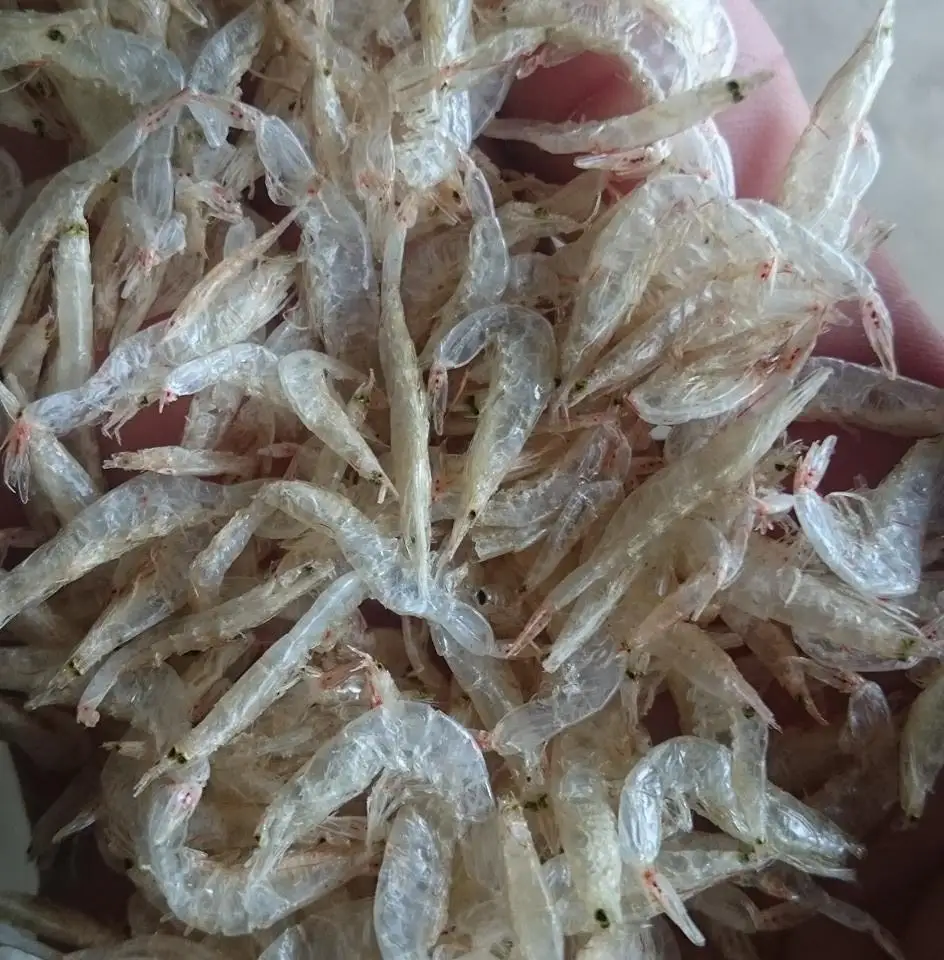Raw Dried Baby Shrimp/ Dried Small Shrimp From Vietnam/ Ms.thi Nguyen