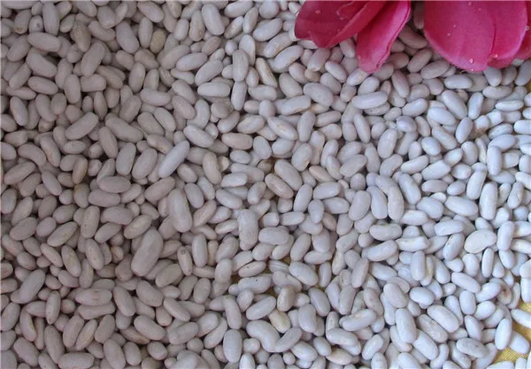 top one wholesale sugar beans organic red kidney beans price.