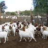 alive style livestock style boer goats