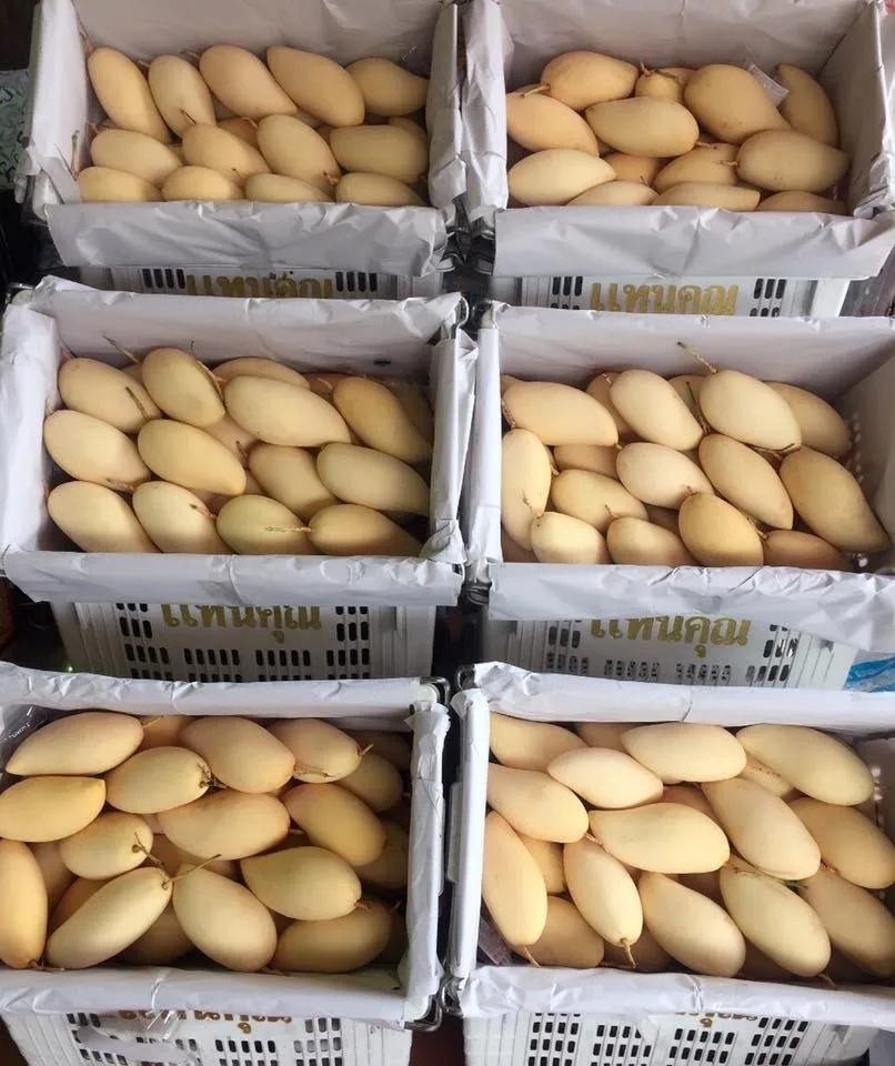thailand fruit premium grade fresh nam dok mai gold honey mango