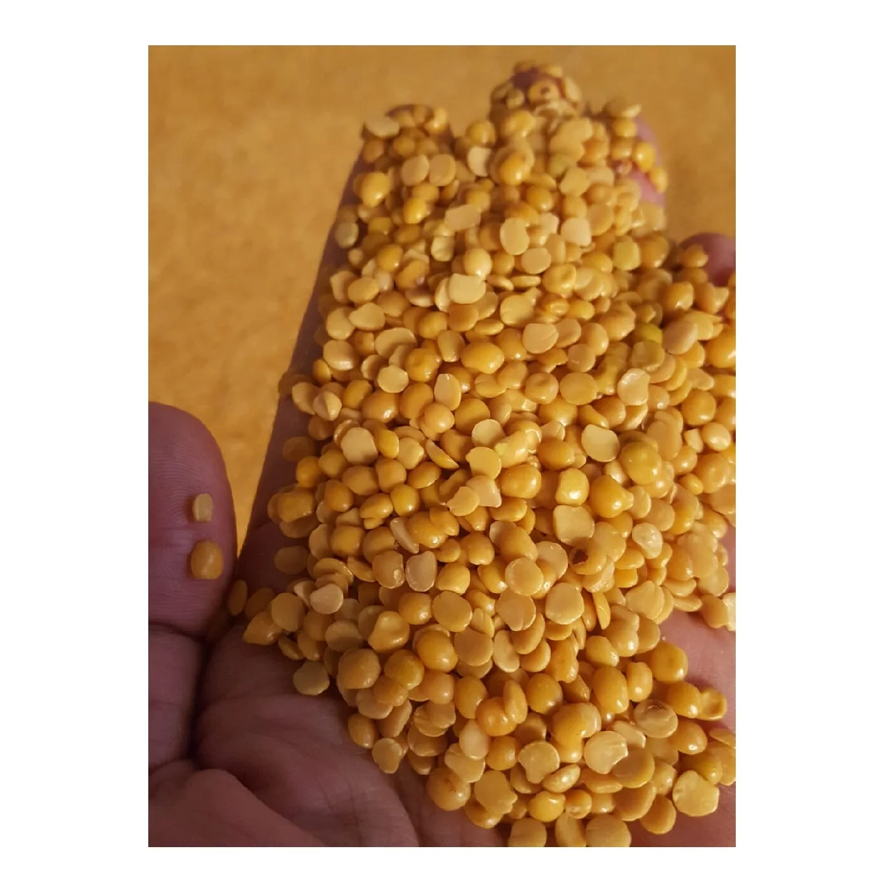 
Common Cultivation and Vigna Beans Cowpea Dried Toor Dhall Wholesale Cheaper 