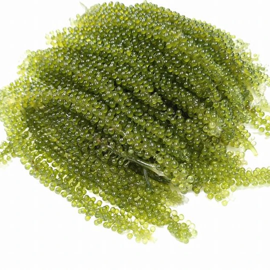 Lato/ Sea Grapes/ Green Caviar/ Katie +84352310575 Buy Sea Grapes Sea