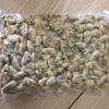 Shellfish Dried/Frozen Half Shell Mussel Cheap Price
