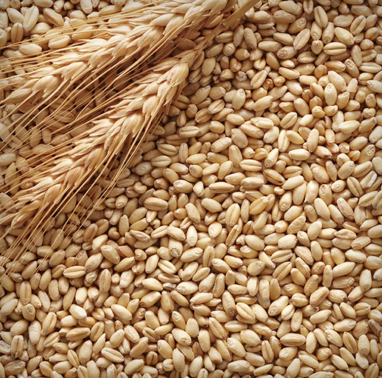 barley2.jpeg
