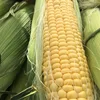Yellow Corn : High quality Frozen Type Best Quality Yellow Corn/Maize