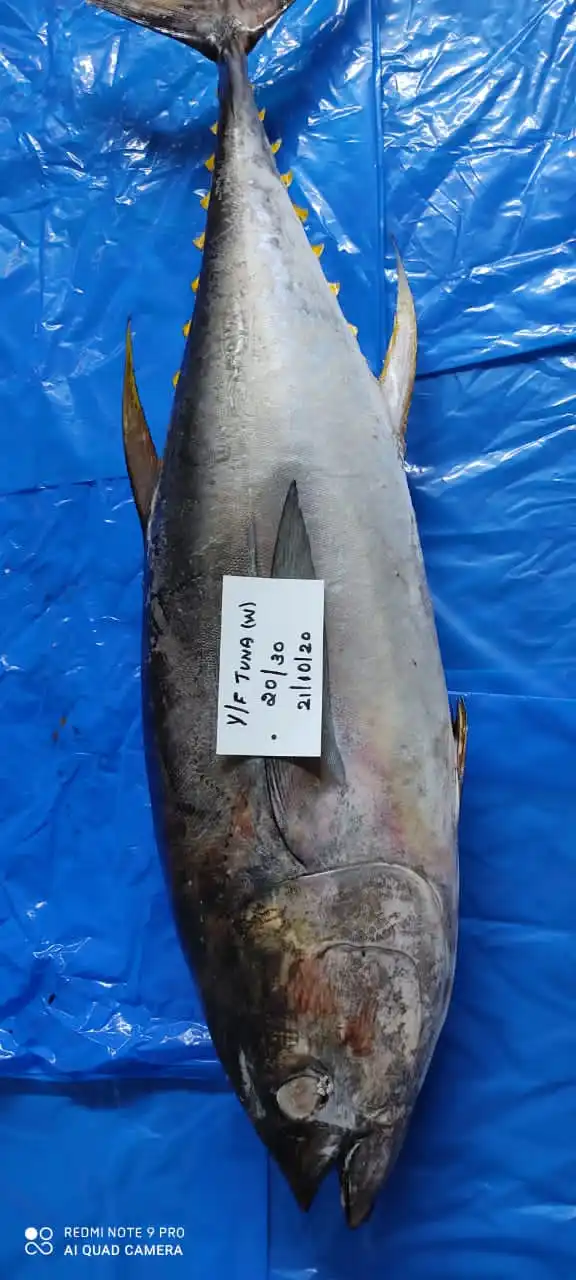 yellow fin tuna 5.jpg