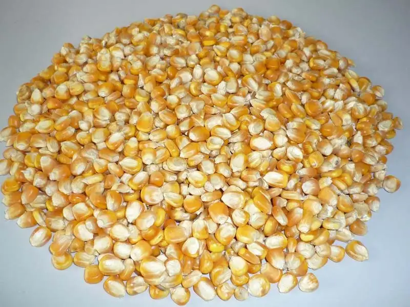
NON-GMO Yellow Corn for Animal Feed 