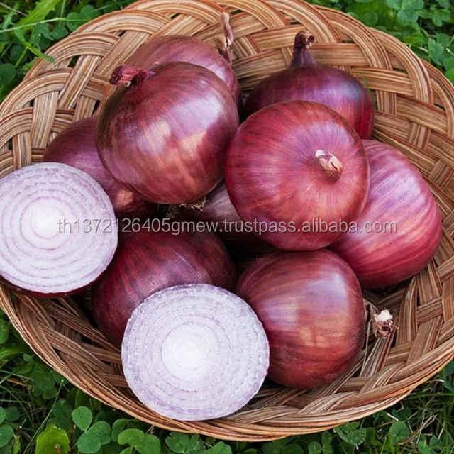 Onion's. Лук репчатый красный. Лук Репка красный. Лук красный круглый. Лук красный белый.